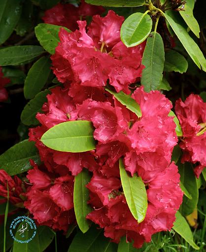 Rhododendron 8T53D-09.jpg